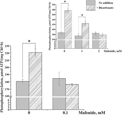 Alpha Carbonic Anhydrase 5 Mediates Stimulation of ATP Synthesis by Bicarbonate in Isolated Arabidopsis <mark class="highlighted">Thylakoids</mark>